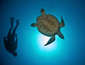   Turtle diver. diver  